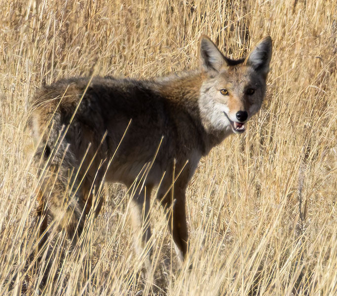 Coyote Canis latrans 