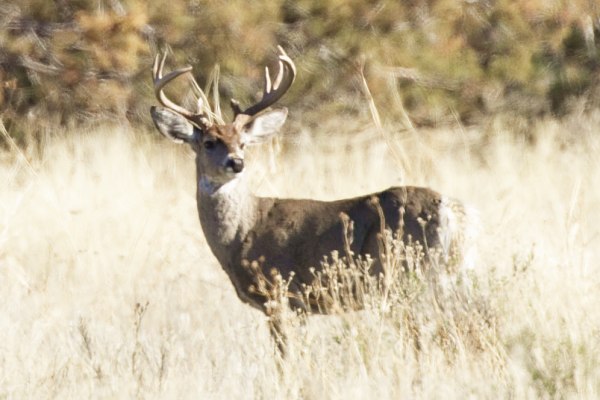20050301Coues01N.jpg