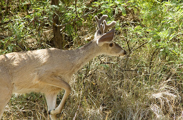 Coues Deer Arizona White-tailed Deer Odocoileus virginianus couesi