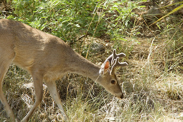 Coues Deer Arizona White-tailed Deer Odocoileus virginianus couesi