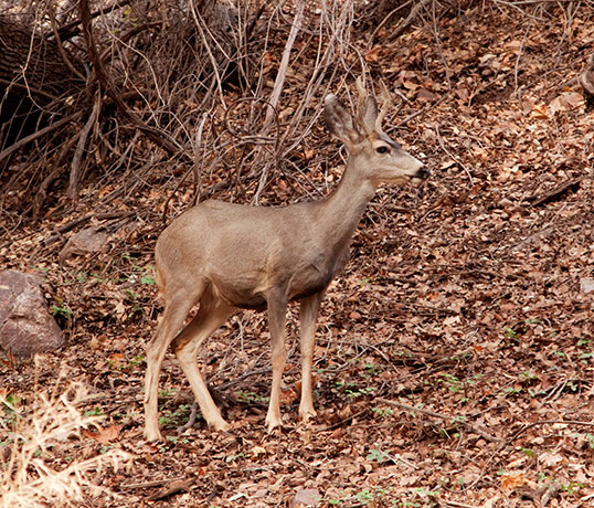 Coues Deer Arizona White-tailed Deer Odocoileus virginianus couesi