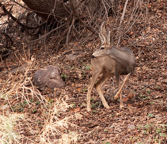 Coues Deer Arizona White-tailed Deer Odocoileus virginianus couesi