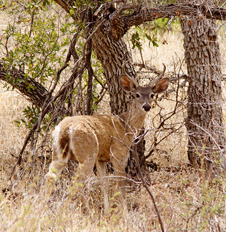 Coues Deer Arizona White-tailed Deer Odocoileus virginianus couesi