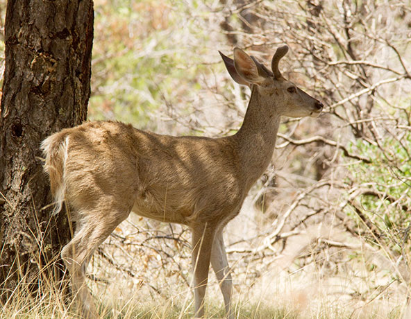 Coues Deer Arizona White-tailed Deer Odocoileus virginianus couesi