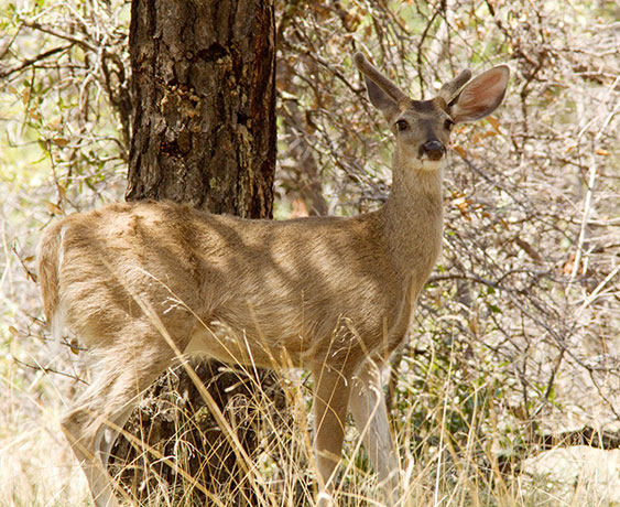 Coues Deer Arizona White-tailed Deer Odocoileus virginianus couesi