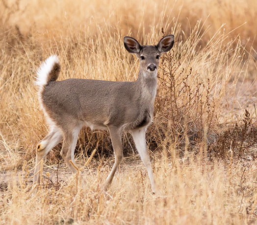 Coues Deer Arizona White-tailed Deer Odocoileus virginianus couesi