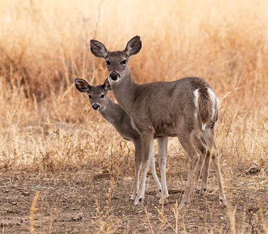 Coues Deer Arizona White-tailed Deer Odocoileus virginianus couesi