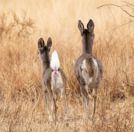 Coues Deer Arizona White-tailed Deer Odocoileus virginianus couesi