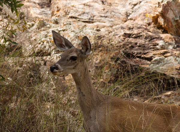 Coues Deer Arizona White-tailed Deer Odocoileus virginianus couesi