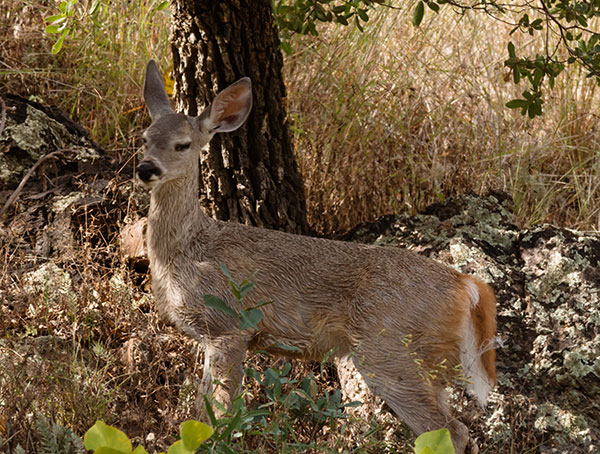 Coues Deer Arizona White-tailed Deer Odocoileus virginianus couesi