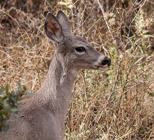 Coues Deer Arizona White-tailed Deer Odocoileus virginianus couesi