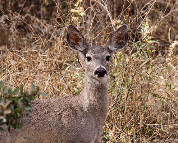 Coues Deer Arizona White-tailed Deer Odocoileus virginianus couesi