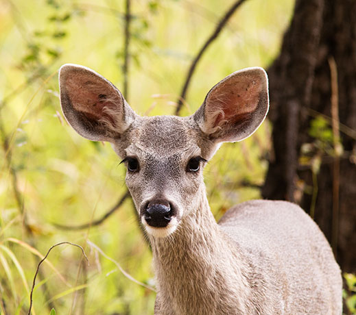 Coues Deer Arizona White-tailed Deer Odocoileus virginianus couesi