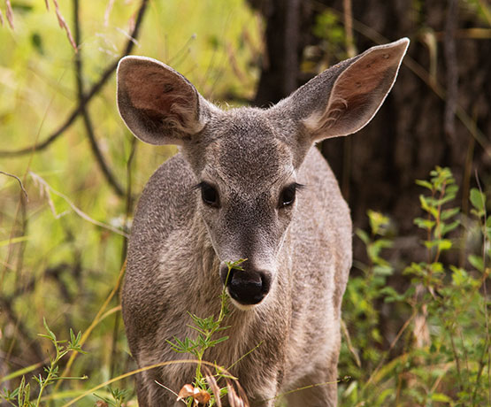 Coues Deer Arizona White-tailed Deer Odocoileus virginianus couesi