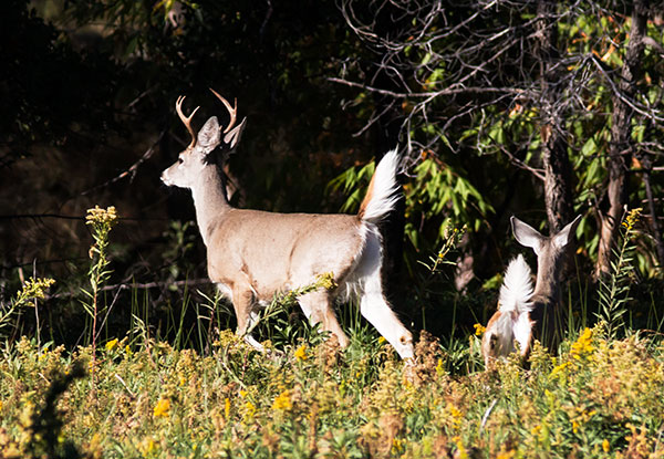 Coues Deer Arizona White-tailed Deer Odocoileus virginianus couesi