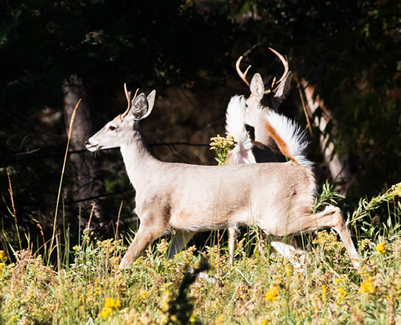 Coues Deer Arizona White-tailed Deer Odocoileus virginianus couesi