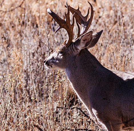 Coues Deer Arizona White-tailed Deer Odocoileus virginianus couesi