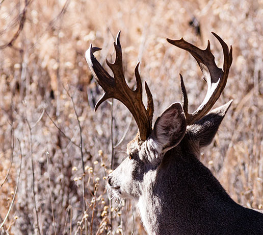Coues Deer Arizona White-tailed Deer Odocoileus virginianus couesi