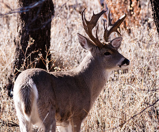 Coues Deer Arizona White-tailed Deer Odocoileus virginianus couesi