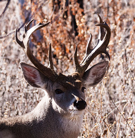 Coues Deer Arizona White-tailed Deer Odocoileus virginianus couesi