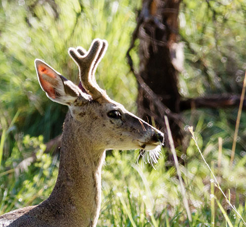 Coues Deer Arizona White-tailed Deer Odocoileus virginianus couesi