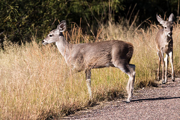 Coues Deer Arizona White-tailed Deer Odocoileus virginianus couesi