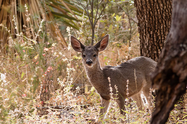 Coues Deer Arizona White-tailed Deer Odocoileus virginianus couesi