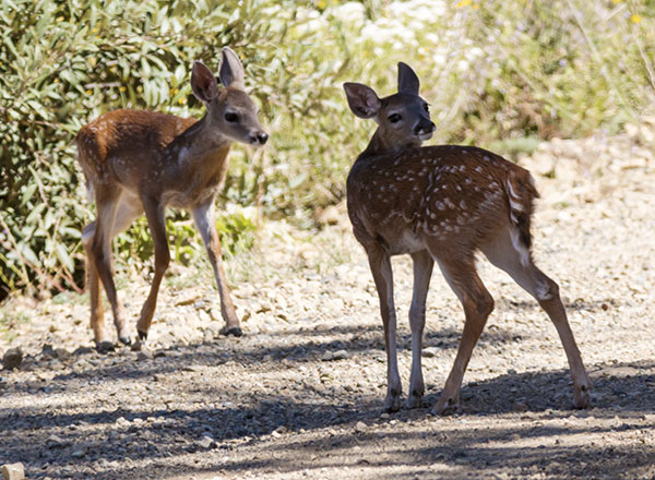 Coues Deer Arizona White-tailed Deer Odocoileus virginianus couesi