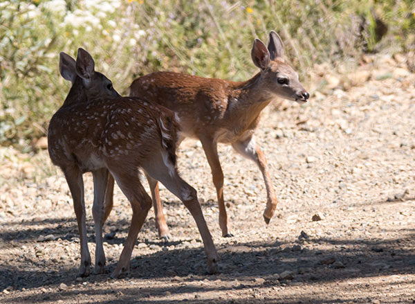 Coues Deer Arizona White-tailed Deer Odocoileus virginianus couesi
