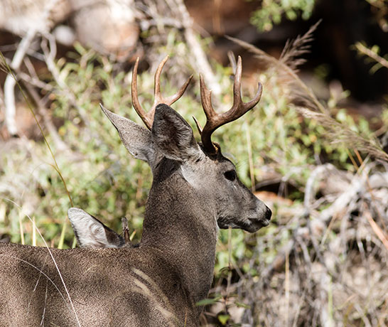 Coues Deer Arizona White-tailed Deer Odocoileus virginianus couesi