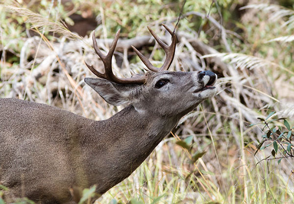 Coues Deer Arizona White-tailed Deer Odocoileus virginianus couesi