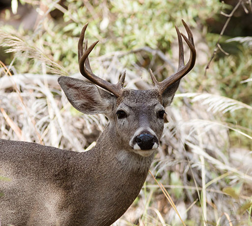 Coues Deer Arizona White-tailed Deer Odocoileus virginianus couesi