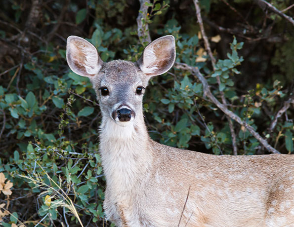 Coues Deer Arizona White-tailed Deer Odocoileus virginianus couesi