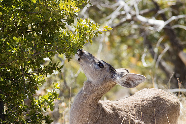 Coues Deer Arizona White-tailed Deer Odocoileus virginianus couesi