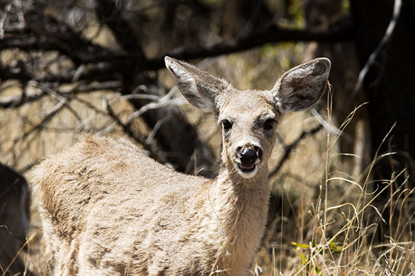 Coues Deer Arizona White-tailed Deer Odocoileus virginianus couesi