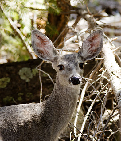 Coues Deer Arizona White-tailed Deer Odocoileus virginianus couesi