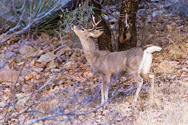 Coues Deer Arizona White-tailed Deer Odocoileus virginianus couesi