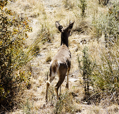 Coues Deer Arizona White-tailed Deer Odocoileus virginianus couesi