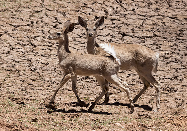 Coues Deer Arizona White-tailed Deer Odocoileus virginianus couesi