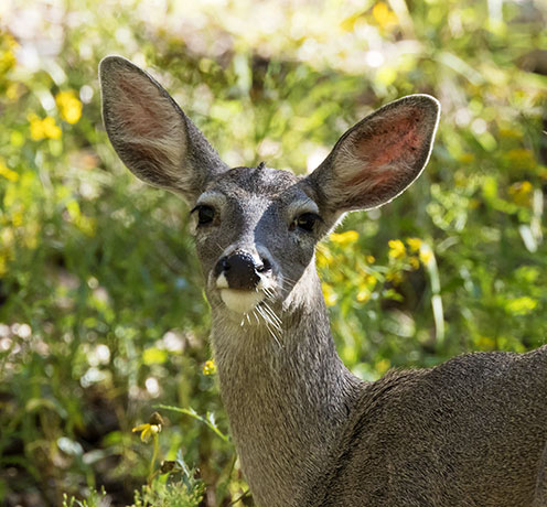 Coues Deer Arizona White-tailed Deer Odocoileus virginianus couesi