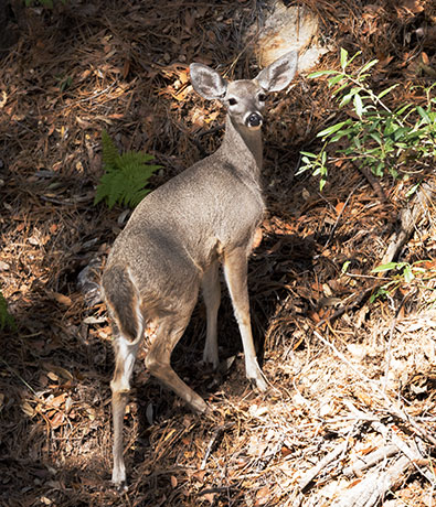 Coues Deer Arizona White-tailed Deer Odocoileus virginianus couesi