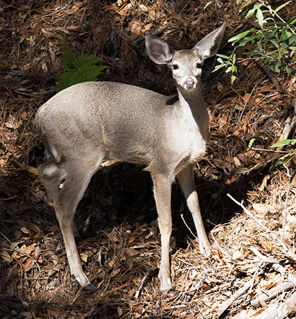 Coues Deer Arizona White-tailed Deer Odocoileus virginianus couesi