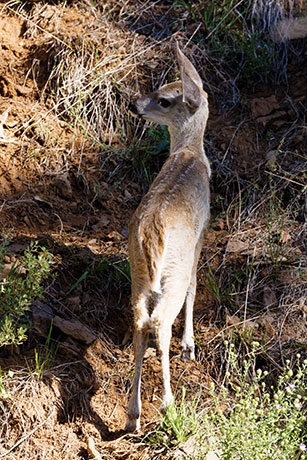 Coues Deer Arizona White-tailed Deer Odocoileus virginianus couesi