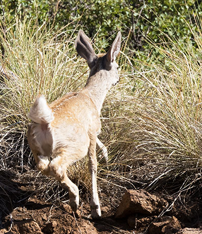 Coues Deer Arizona White-tailed Deer Odocoileus virginianus couesi