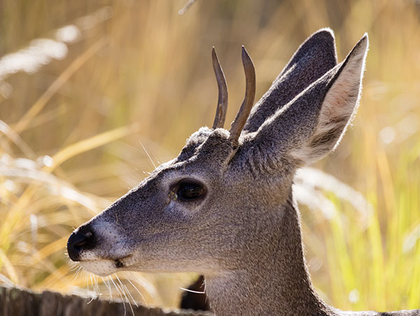 Coues Deer Arizona White-tailed Deer Odocoileus virginianus couesi