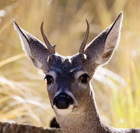 Coues Deer Arizona White-tailed Deer Odocoileus virginianus couesi