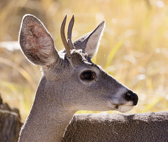 Coues Deer Arizona White-tailed Deer Odocoileus virginianus couesi
