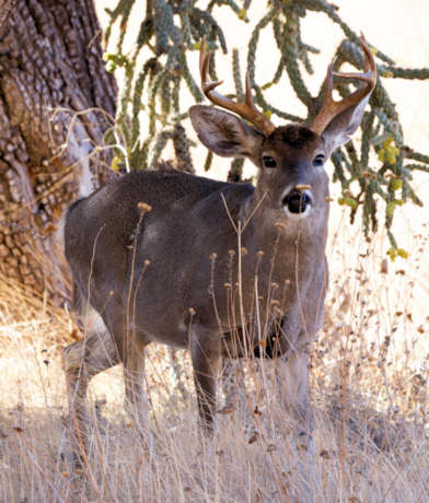 Coues Deer Arizona White-tailed Deer Odocoileus virginianus couesi