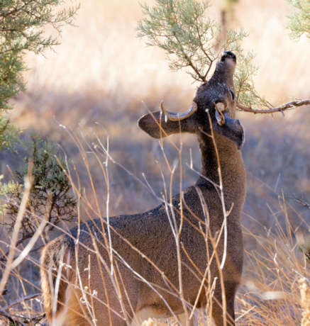 Coues Deer Arizona White-tailed Deer Odocoileus virginianus couesi