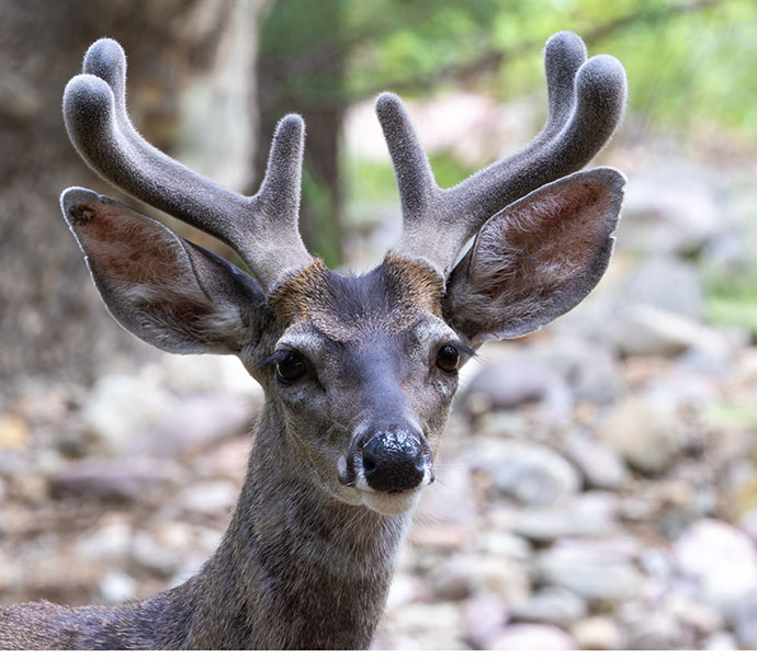 Coues Deer Arizona White-tailed Deer Odocoileus virginianus couesi
